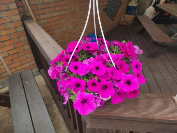 사피니아 꽃 심기