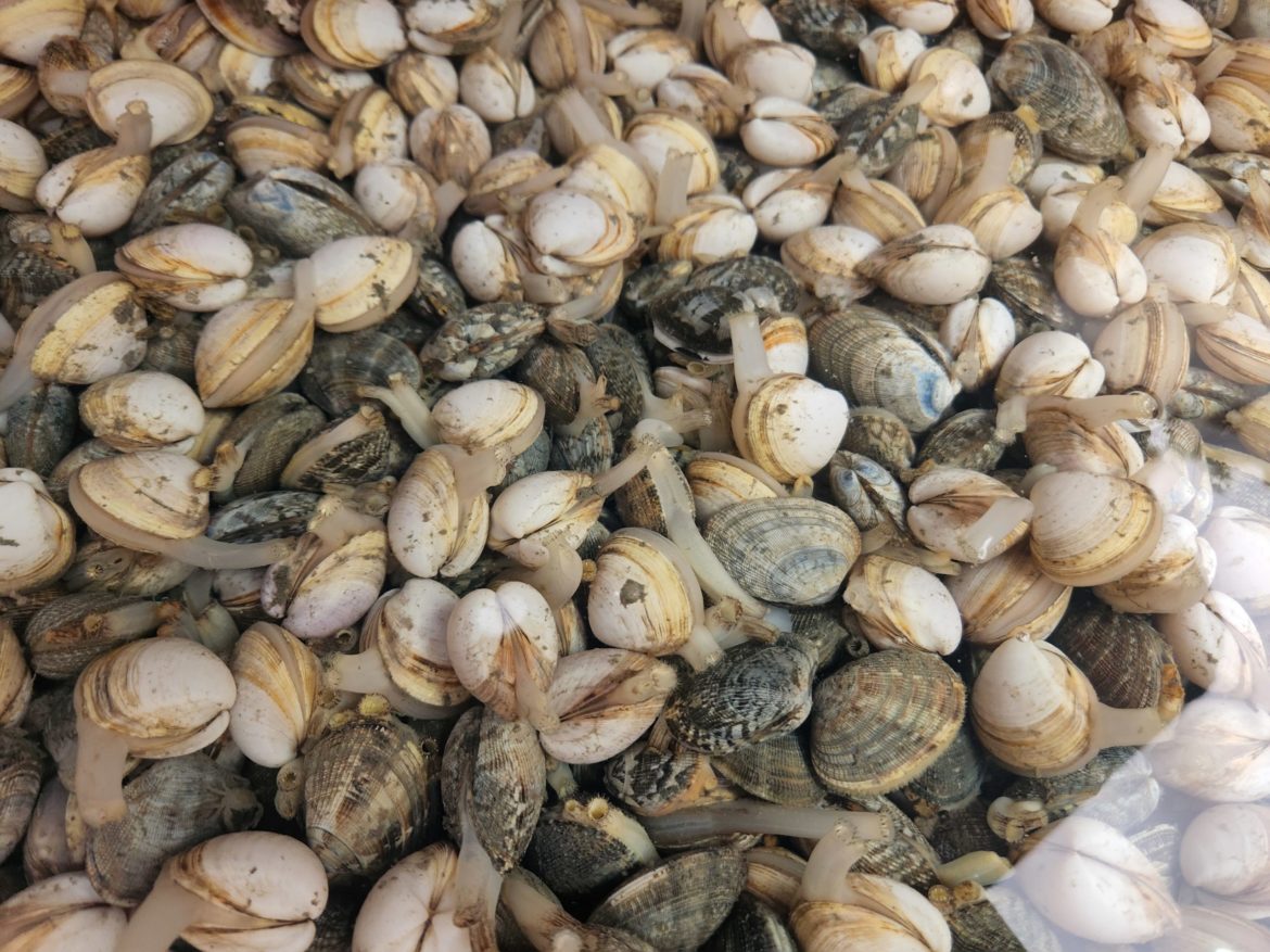 조개잡이 갯벌체험